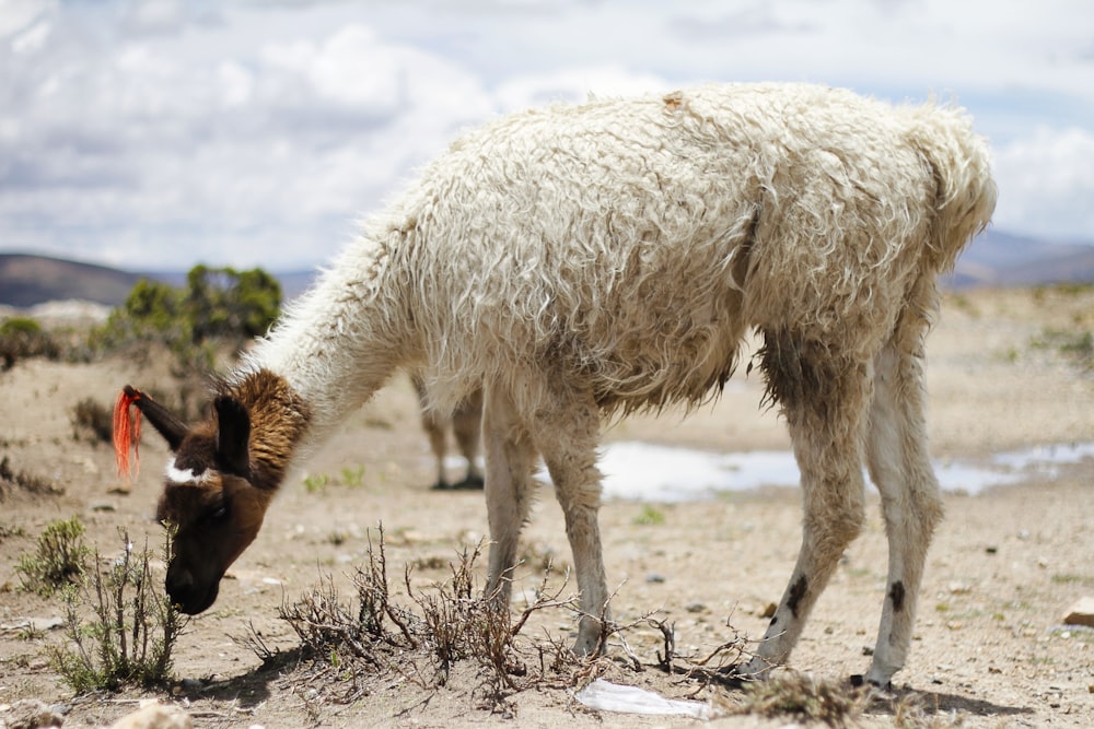 llama blanca sobre campo marrón