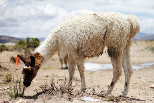 white llama on brown field in Colca Peru