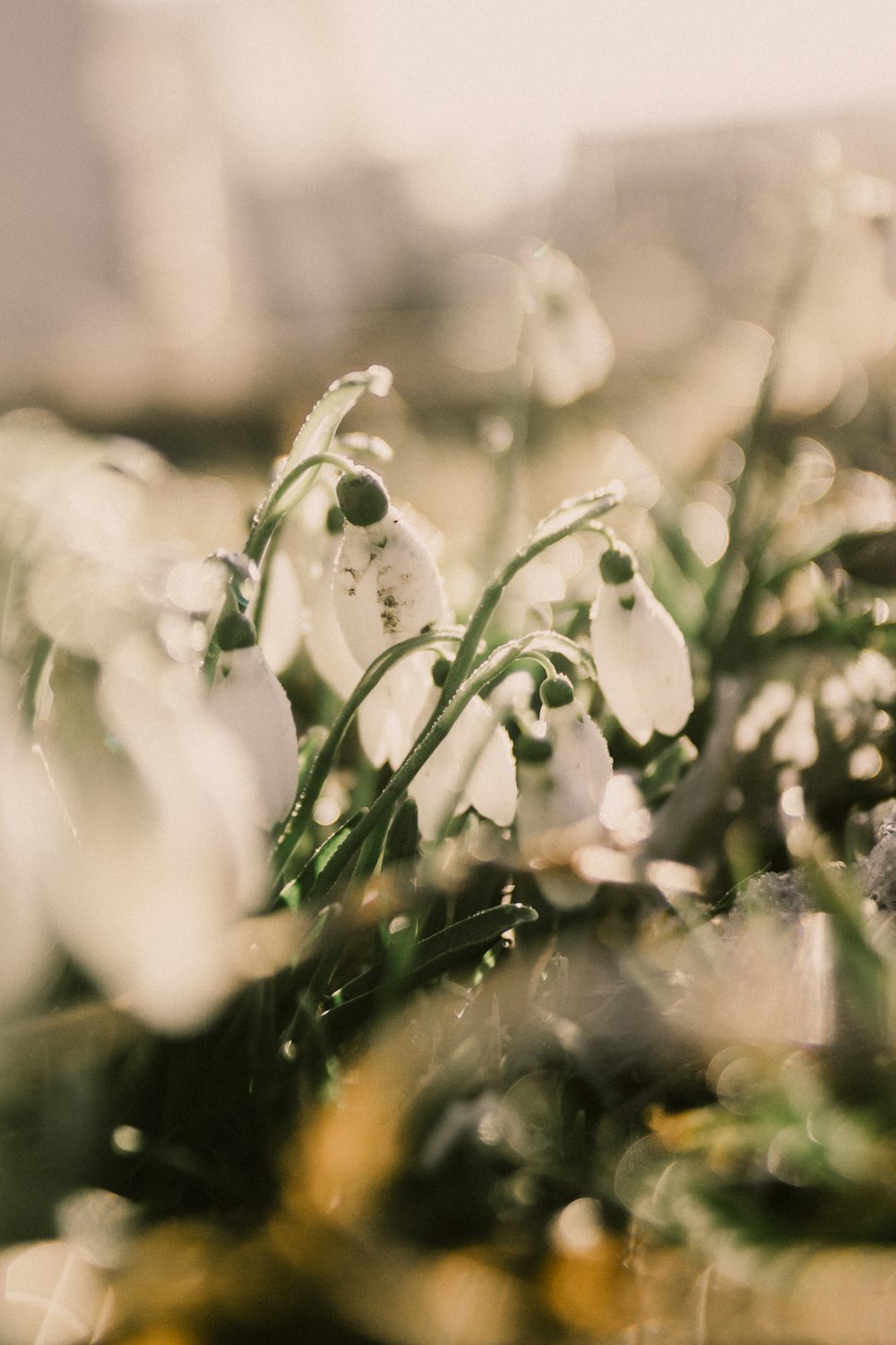 white flowers with green leaves