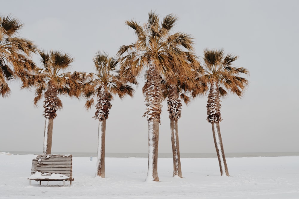 brown bench near palm tree