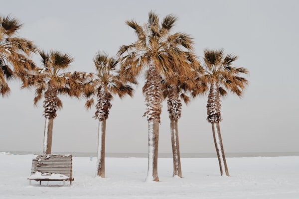 palm trees by a beach buried in snow