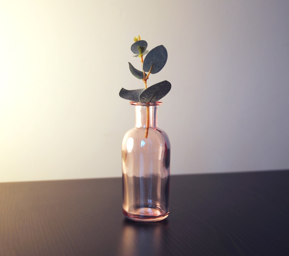 green leaf plant in glass jar