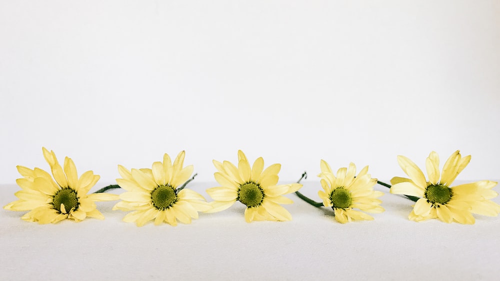 Cinco flores amarillas de margarita
