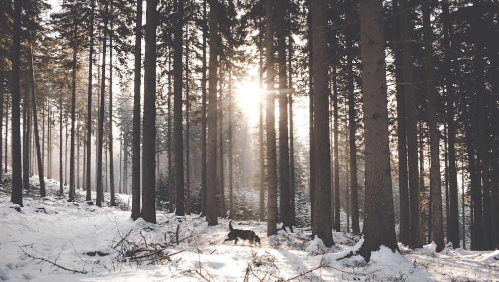 dog walking near trees during winter