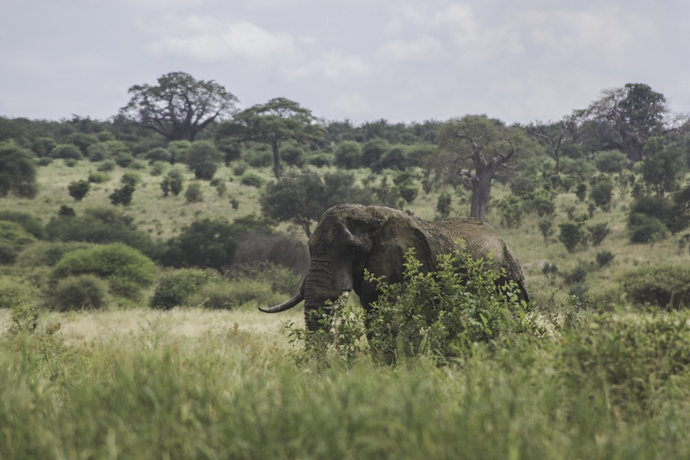 black elephant standing on green grass field under white clouds during daytime