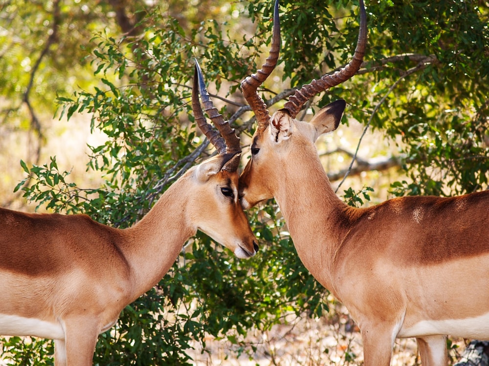 緑の植物のそばに立っている2匹の茶色のカモシカのクローズアップ写真