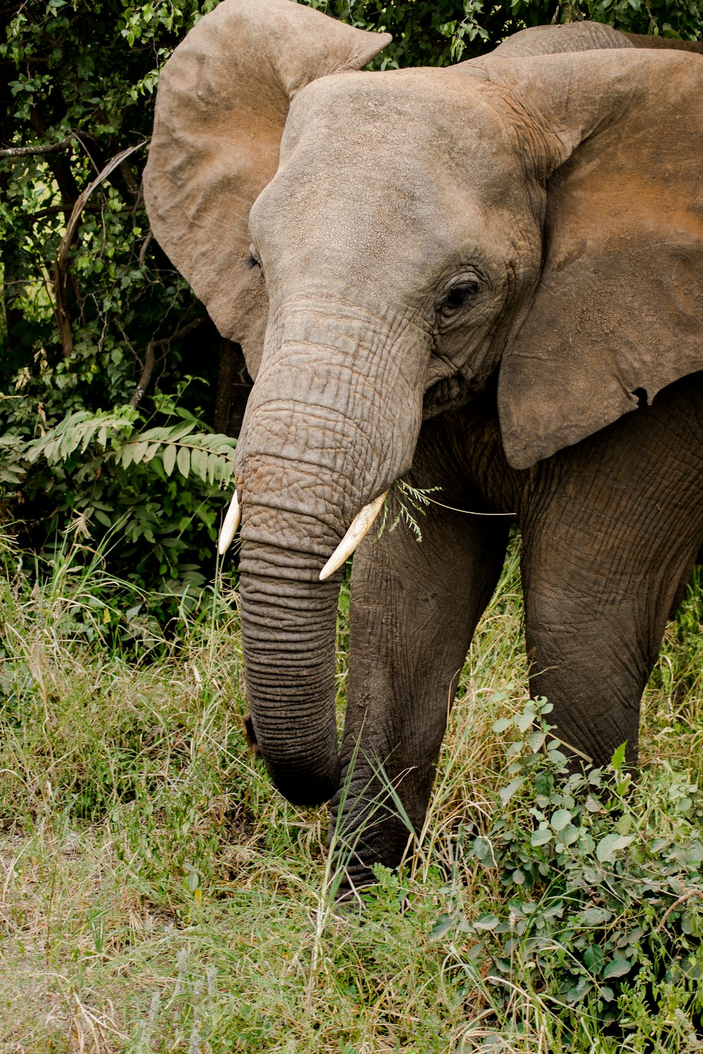 Elefante marrone su erba verde