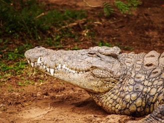 gray alligator near grass field