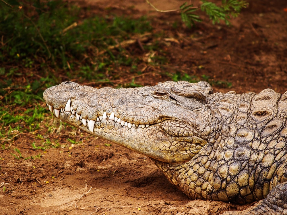 gray alligator near grass field