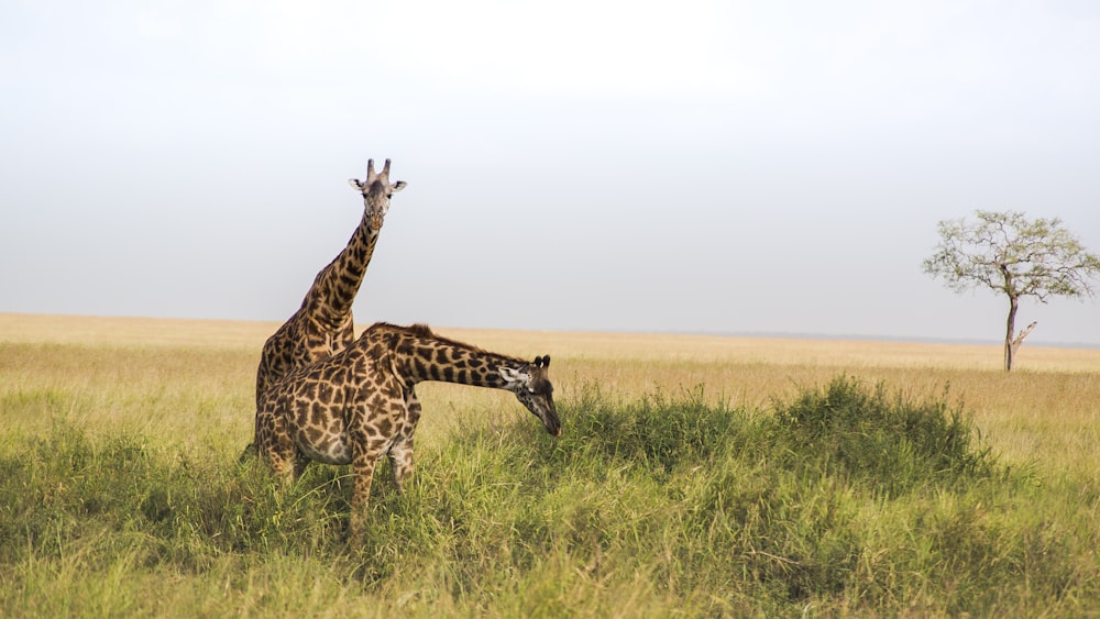 deux girafes au champ d’herbe