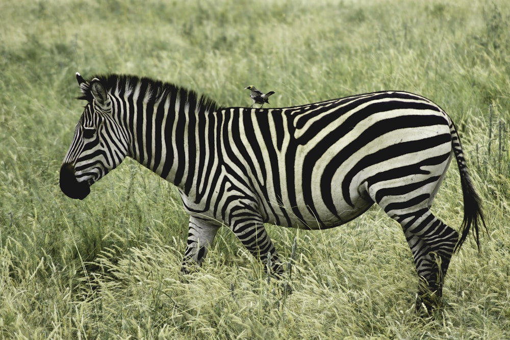 zebra no campo de grama verde