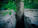 A solitary tree growing through cracked concrete, embodying resilience and breakthrough.