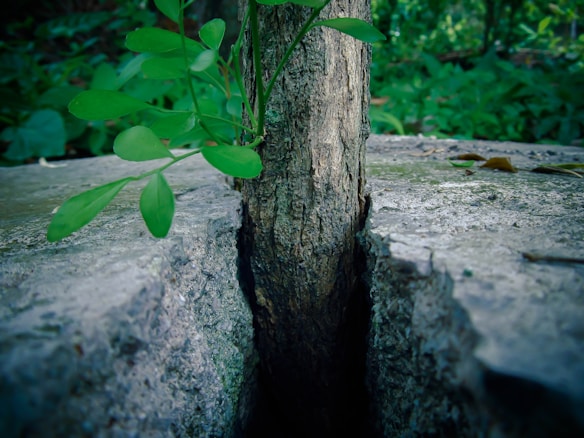 A small tree grows resiliently from a narrow crack in concrete, surrounded by lush green leaves. The background is filled with greenery, giving a sense of nature overtaking man-made structures.