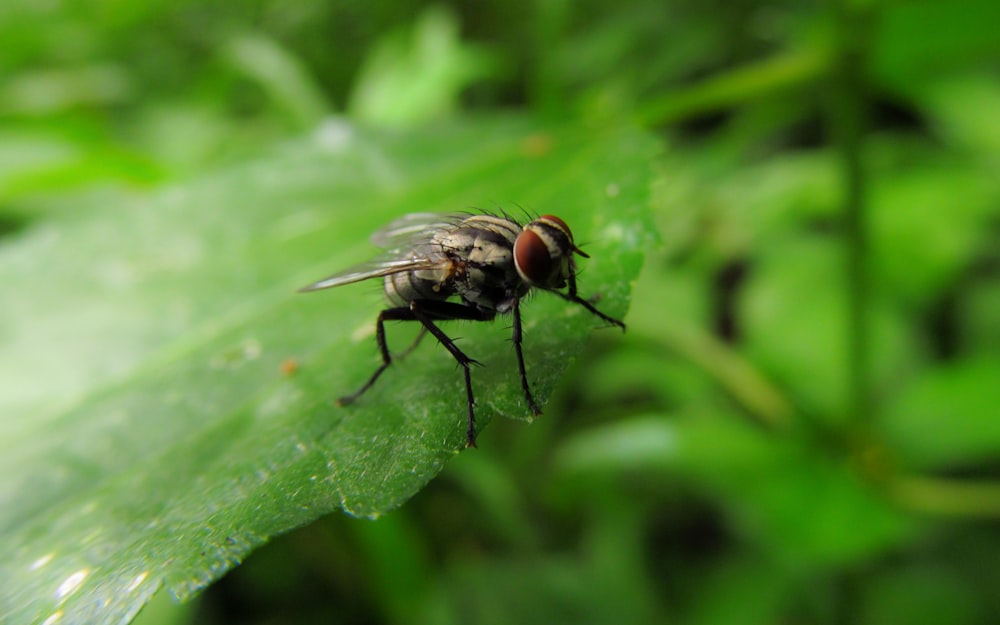 selective focus photography of housefly