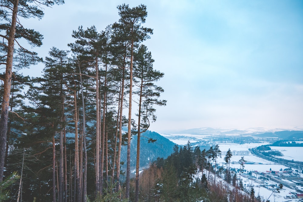 green trees on top of mountain