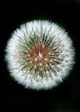 macro photography of dandelion