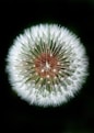 macro photography of dandelion