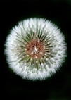 macro photography of dandelion