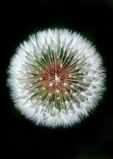 macro photography of dandelion