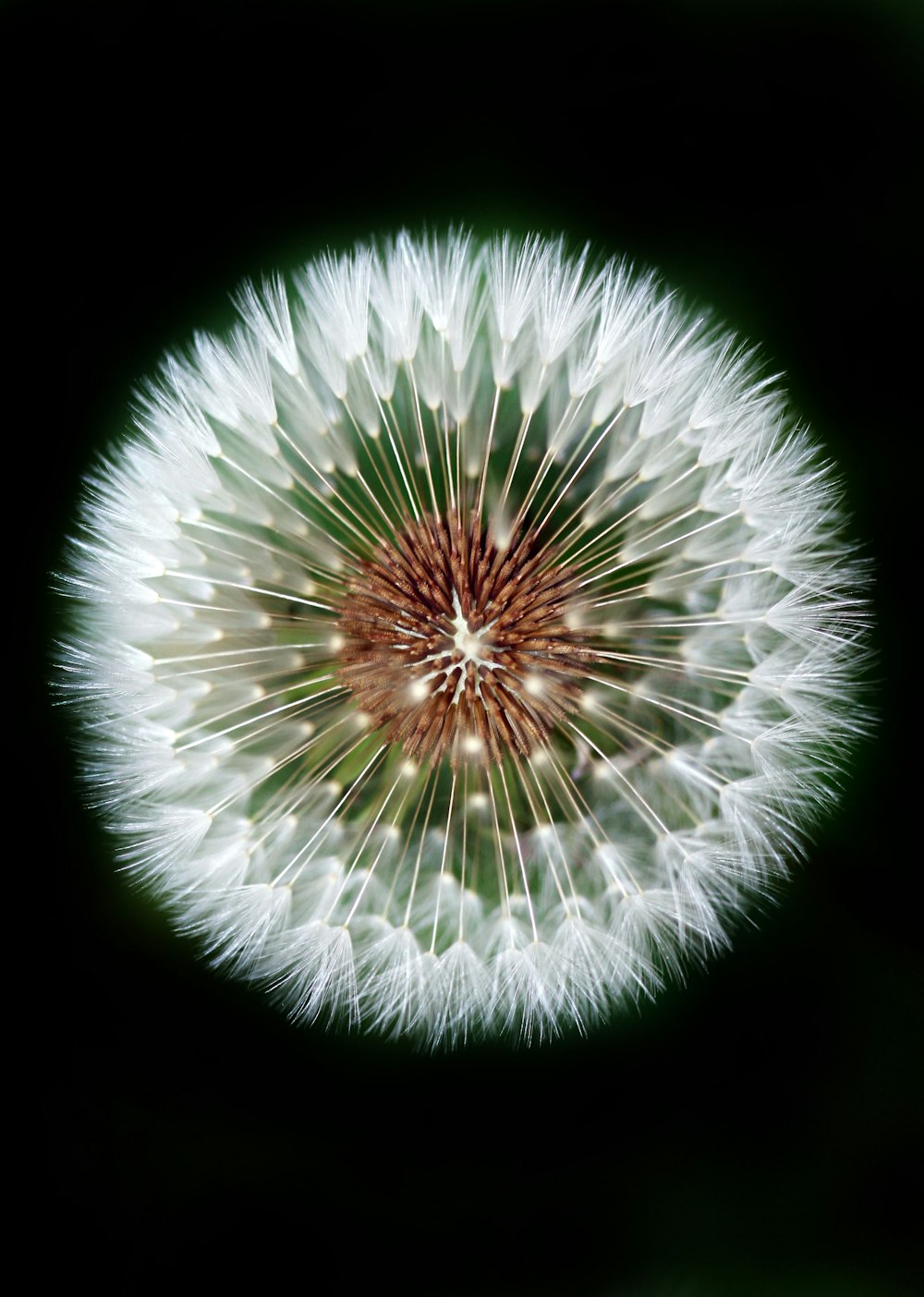 Fotografía macro de diente de león