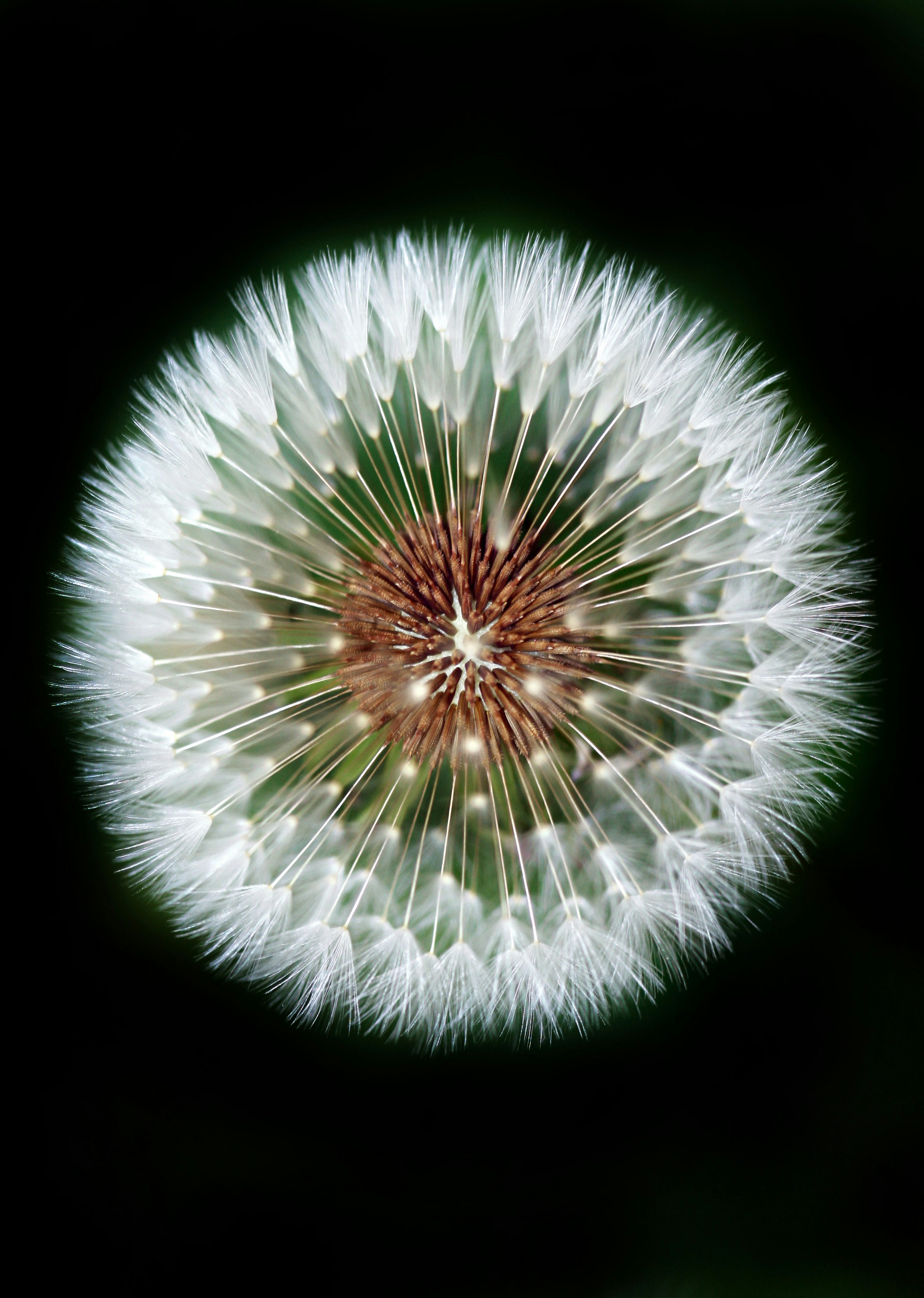 great photo recipe,how to photograph summer season garden white dandelion; macro photography of dandelion