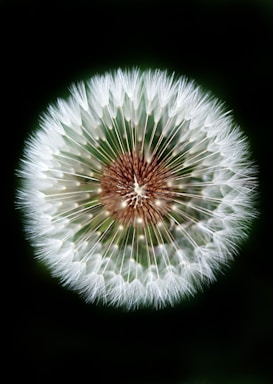 macro photography,how to photograph summer season garden white dandelion; macro photography of dandelion