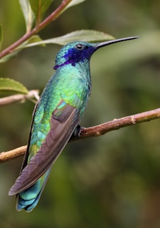 picture of a blue and green bird on top of brown branch during daytime