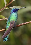 blue and green bird on top of brown branch during daytime