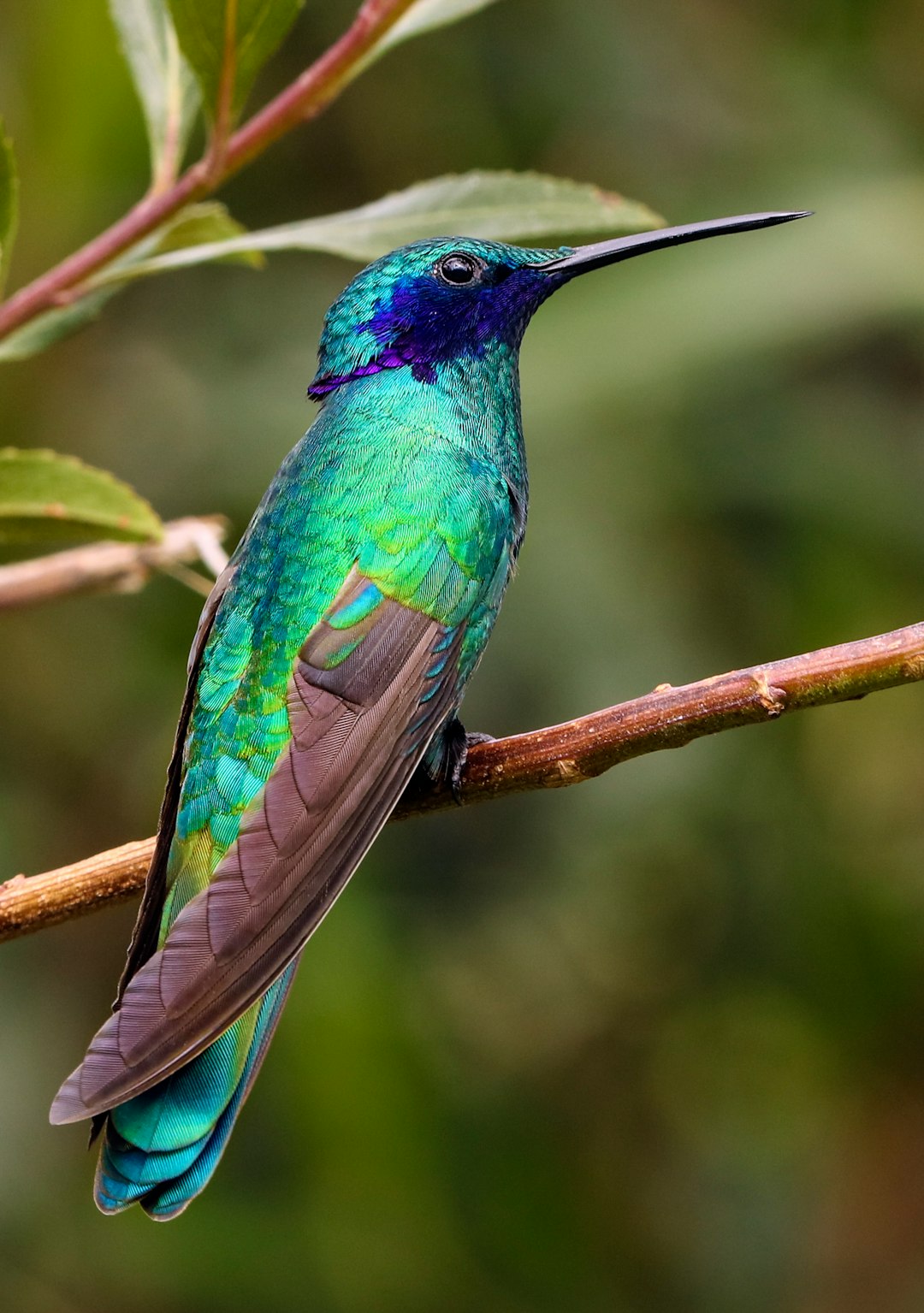 Wildlife photo spot Volcano Antisana Quito