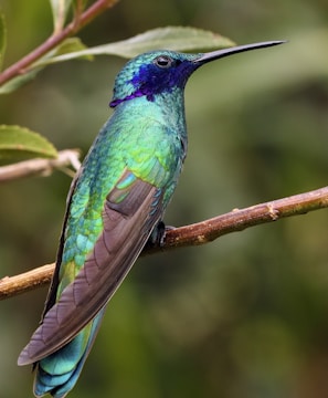 blue and green bird on top of brown branch during daytime