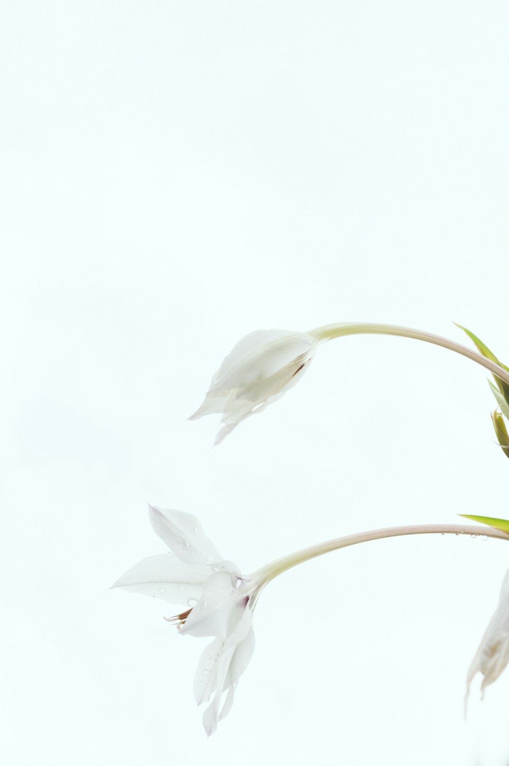 白い背景に白い花びらの花