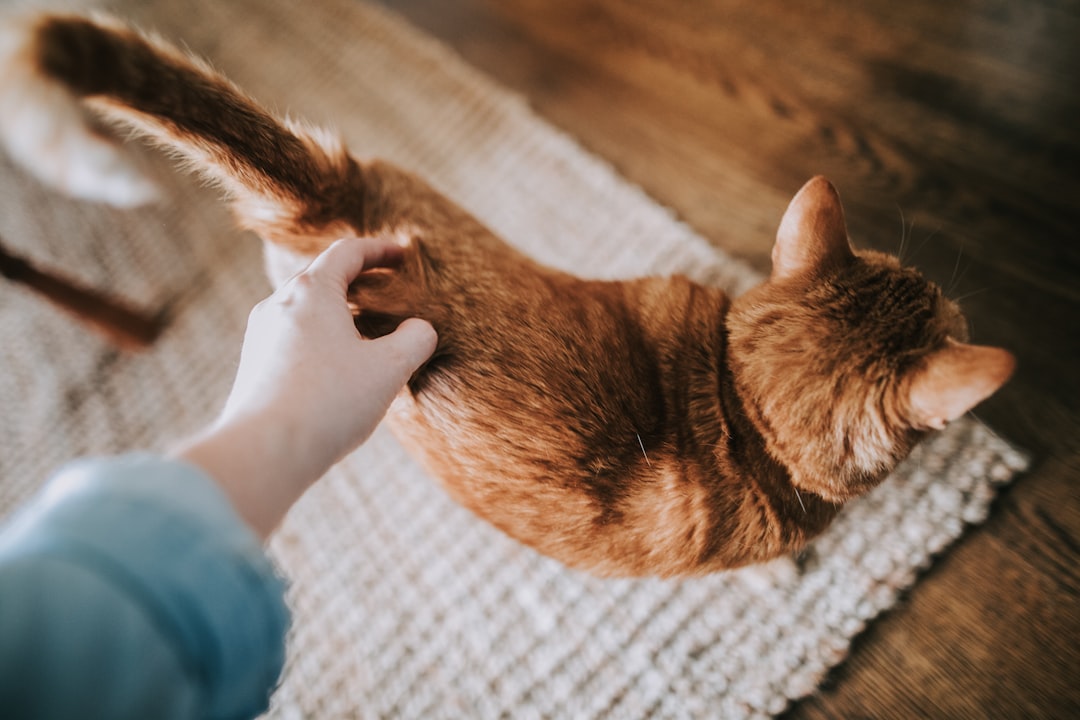 12 señales de que tu gato es feliz