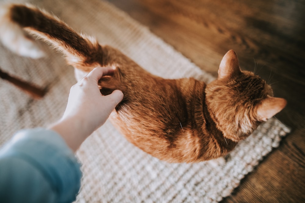 회색 영역 양탄자에 주황색 줄무늬 고양이