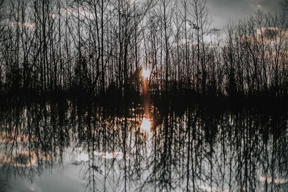 Cuerpo de agua que refleja los árboles del bosque