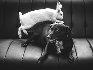 grayscale photo of rabbit and dog on vehicle back seat