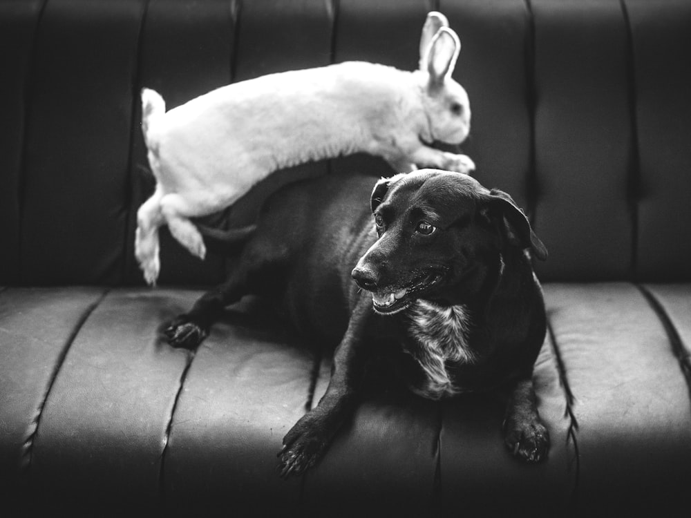 Foto en escala de grises de conejo y perro en el asiento trasero del vehículo