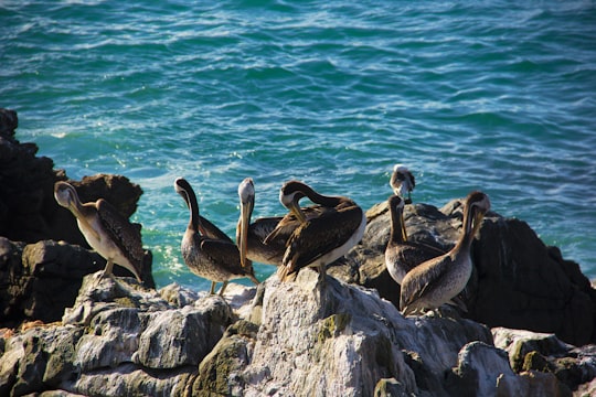 ViÃ±a Del Mar things to do in Dunas De Concon