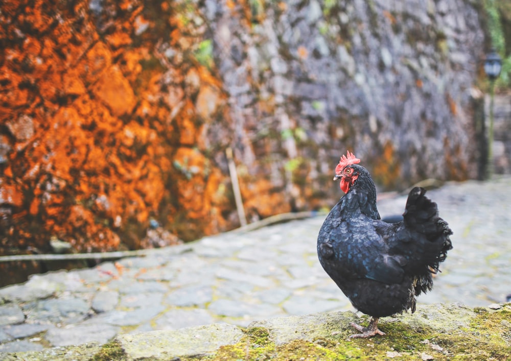 depth photography of black hen