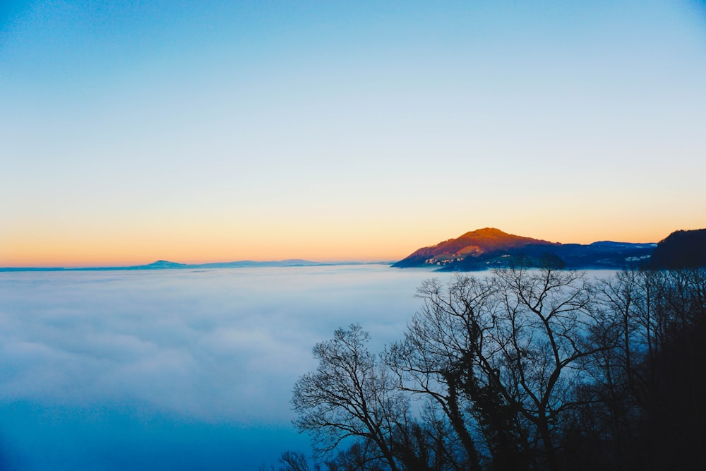 silhouette of trees near white clouds