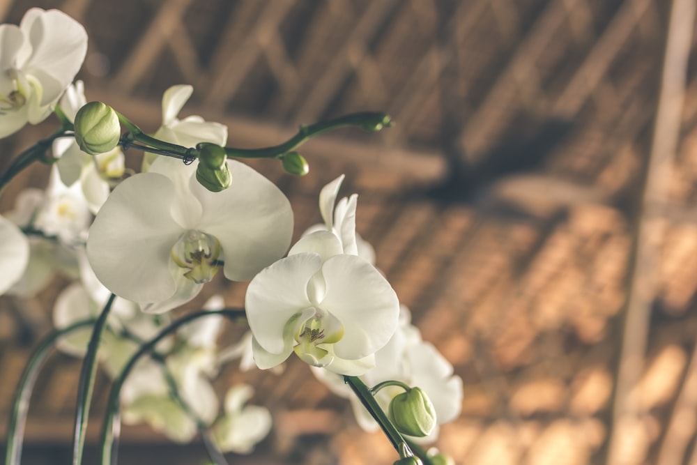 white orchid flowers