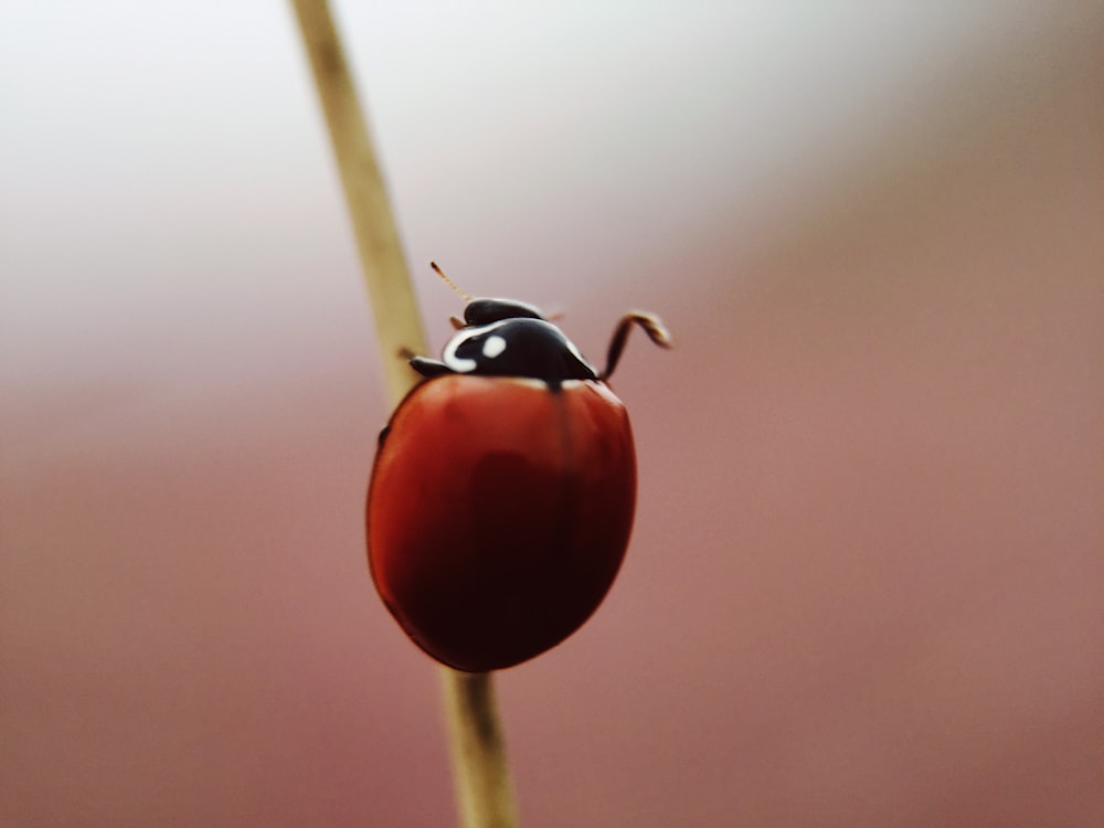 selective focus photography of brown bug