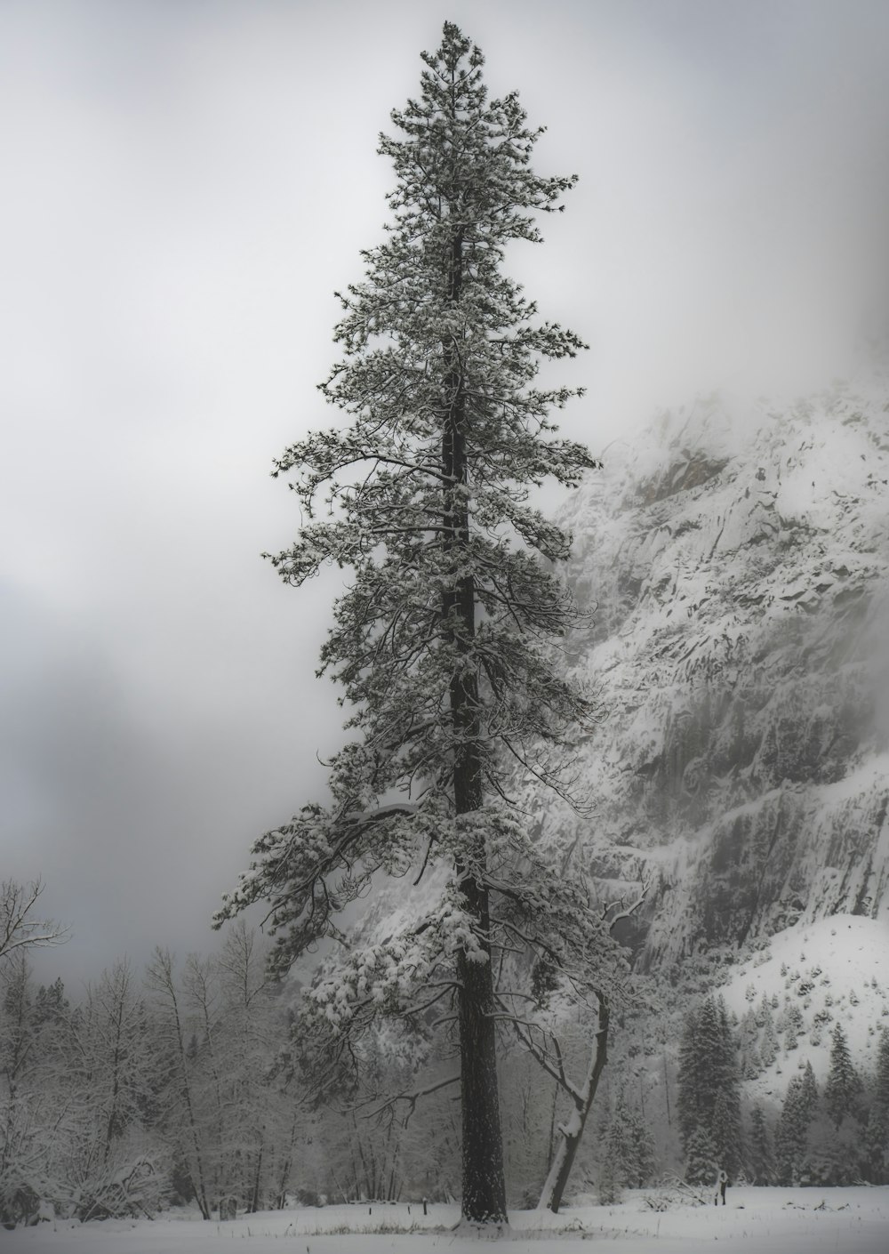 close up photography of pine tree covered with snow