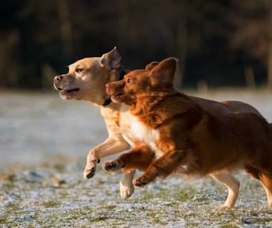 time lapse photo of two puppies running