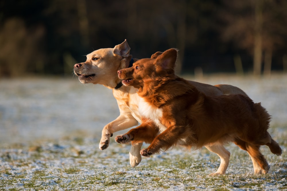 달리는 두 마리의 강아지의 타임랩스 사진