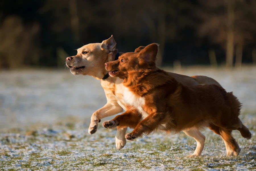 Dos cachorros corriendo juntos