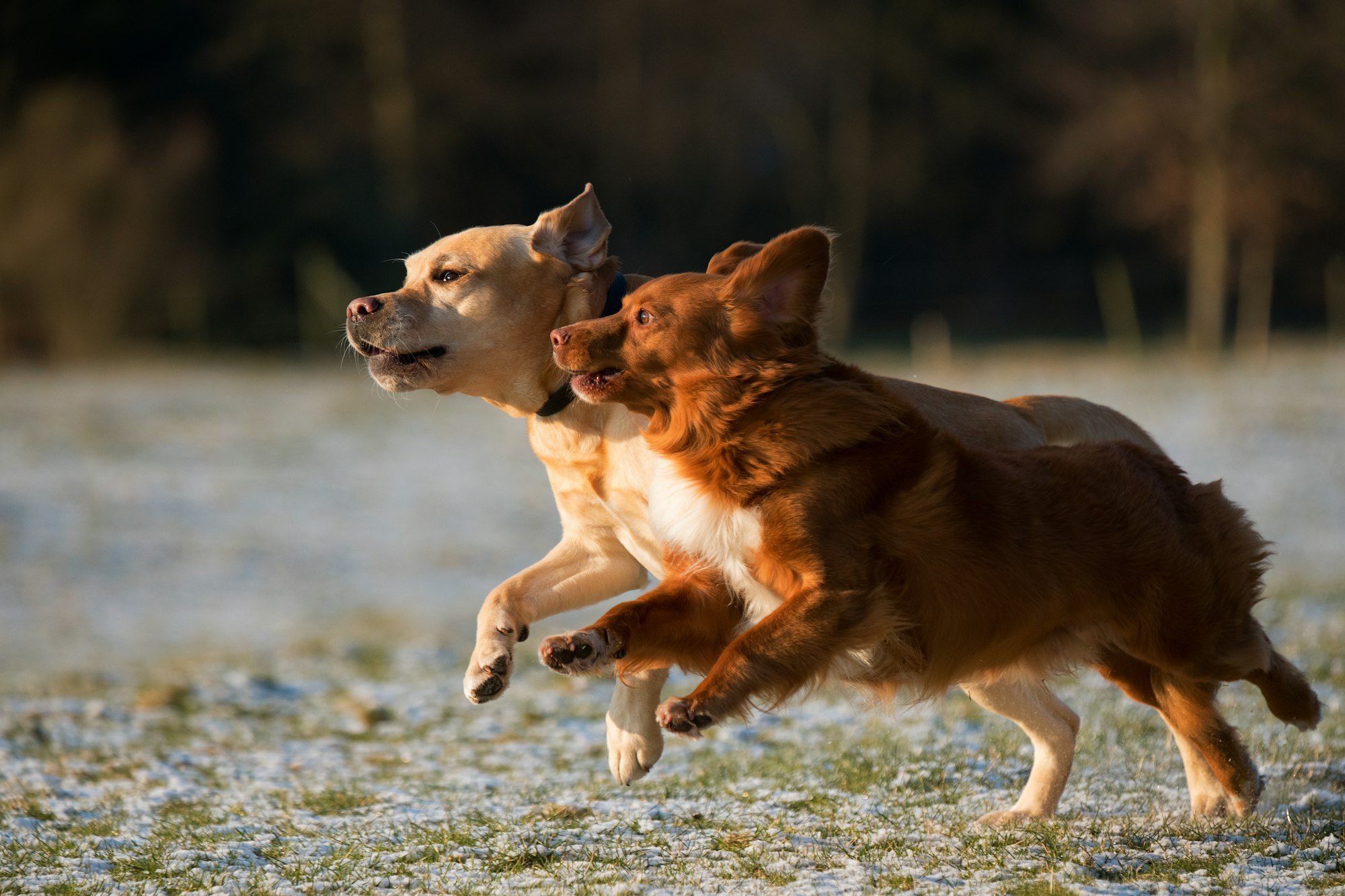 Toller dogs