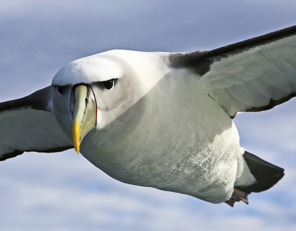 shallow focus photography of bird flying