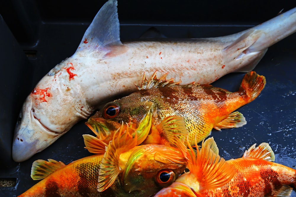 four fresh fishes on tray