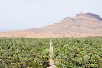 road between green coconut trees at daytime