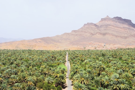 road between green coconut trees at daytime